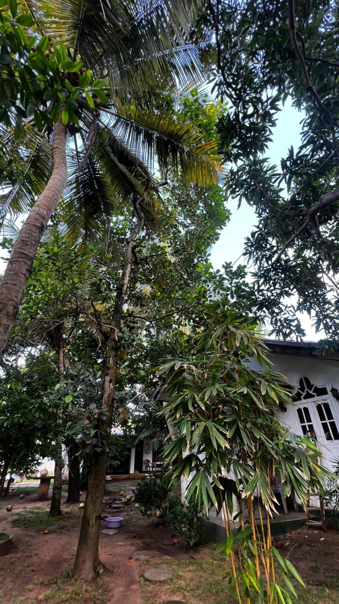 Sylvester Villa Hostel Negombo Buitenkant foto